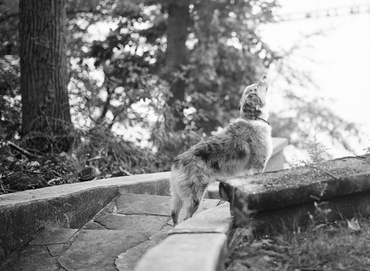 Miniature Australian Shepherd