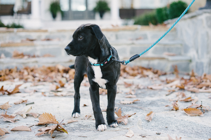 Hunter the Rescue Pup