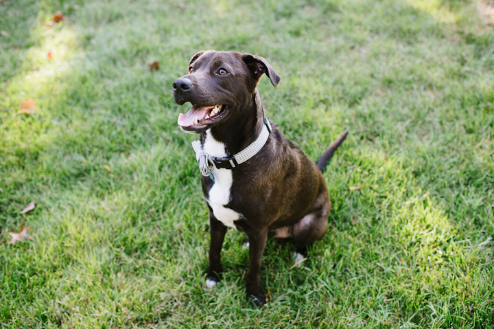 Annapolis-Dog-Rescue-4